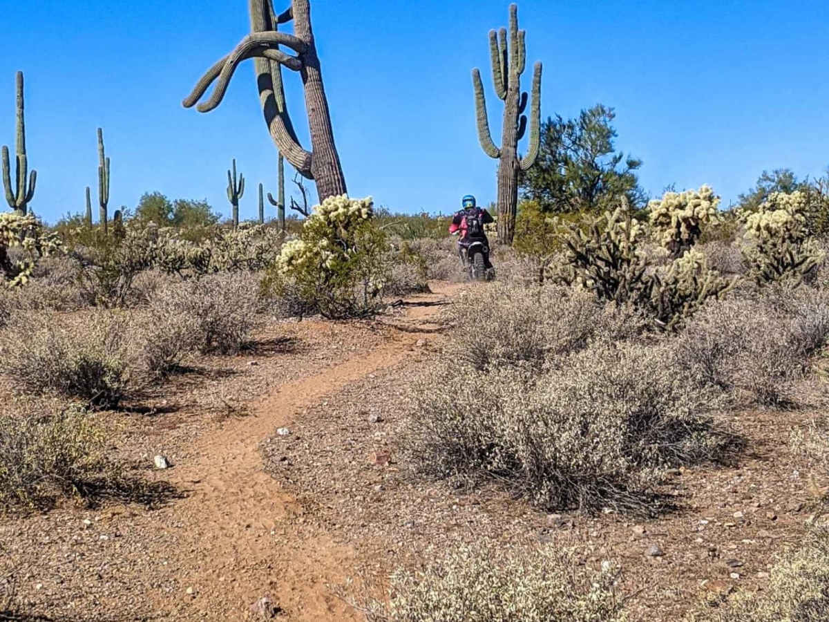 Ox Wash Singletrack photo 4