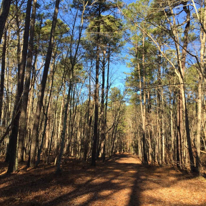 Near Long Meadow Trail