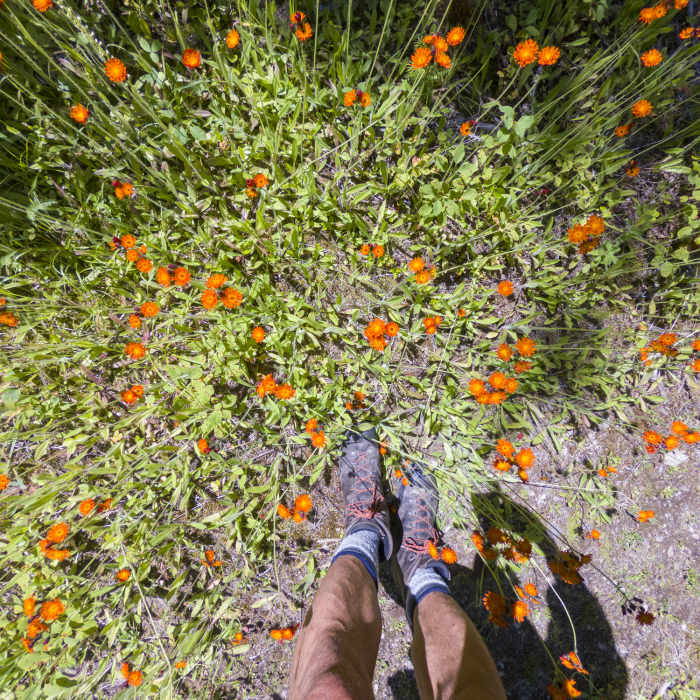 Wildflowers bloom along the Okanagan High Rim Trail in mid-July. Near Okanagan High Rim Trail: Segment 3 - The Monolith to Vernon Creek