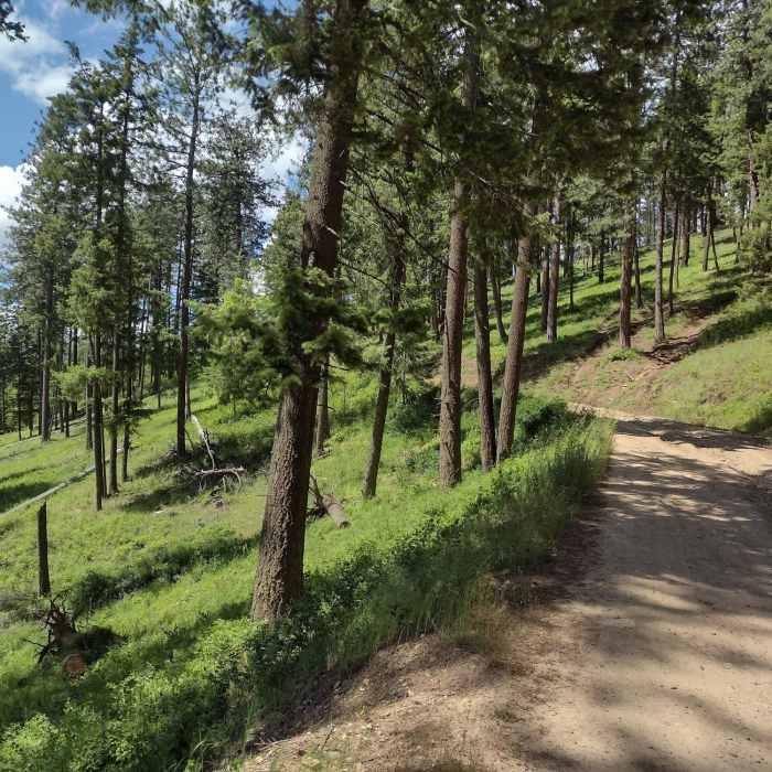 Near Canfield Mountain Loop