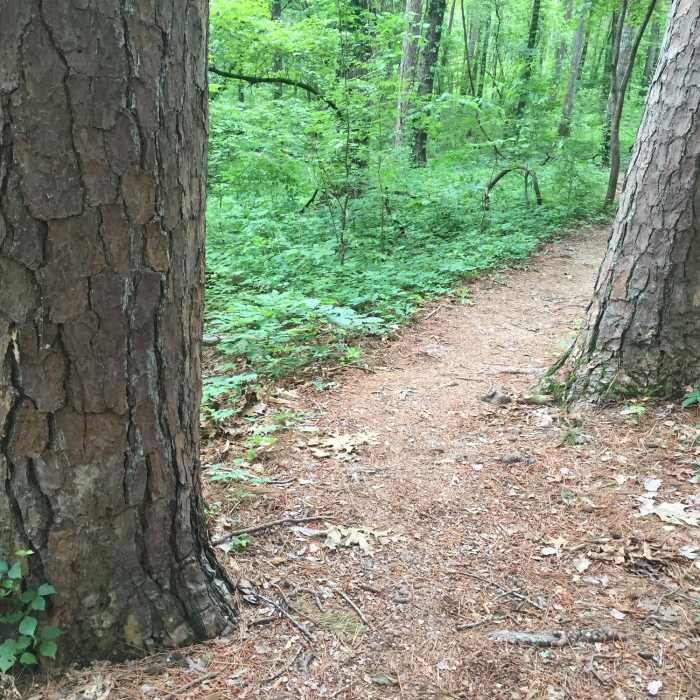 Near Greer Spring Trail