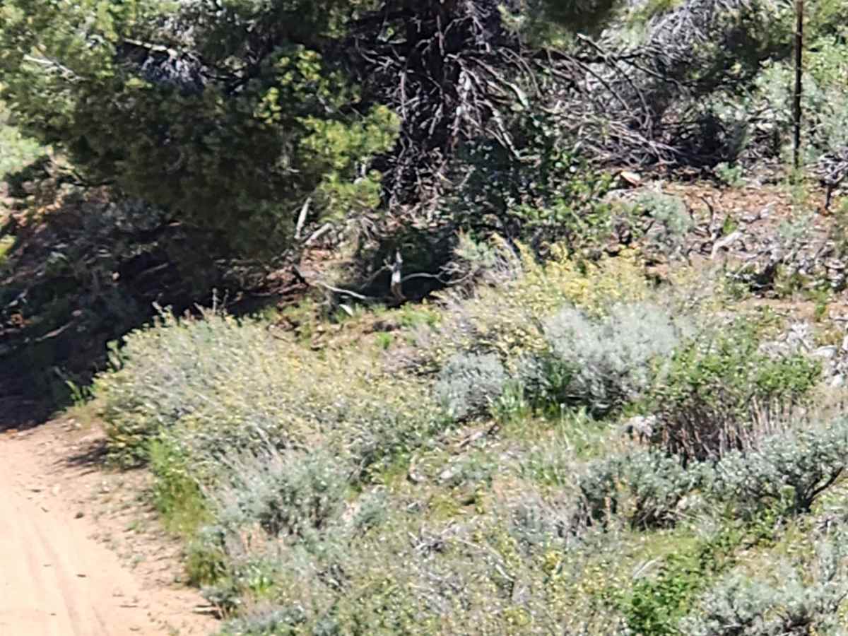 Pine Nut Valley Road - BLM P-14 photo 2