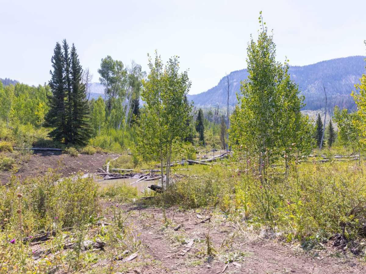 Julius Pasture-South Fork Road photo 6
