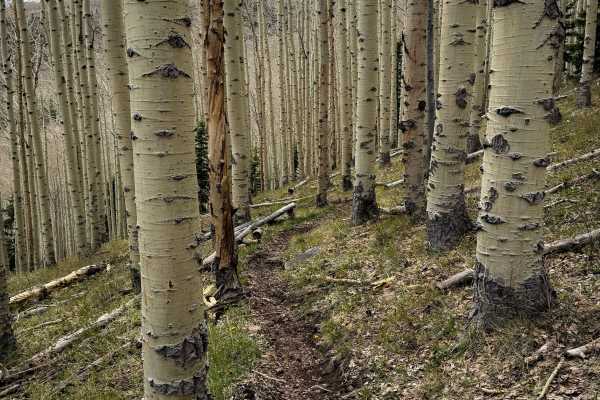 Trust Lands Singletrack (North) 