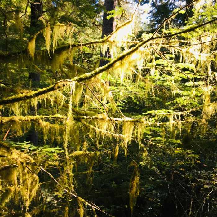 Near Cape Falcon Trail