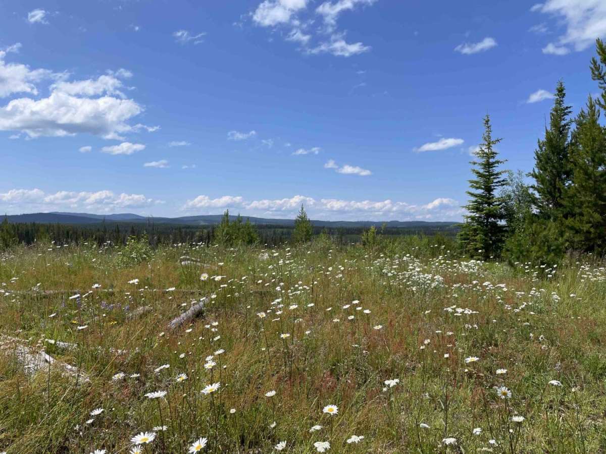 Around Aberdeen on Curtis Lake FSR photo 6