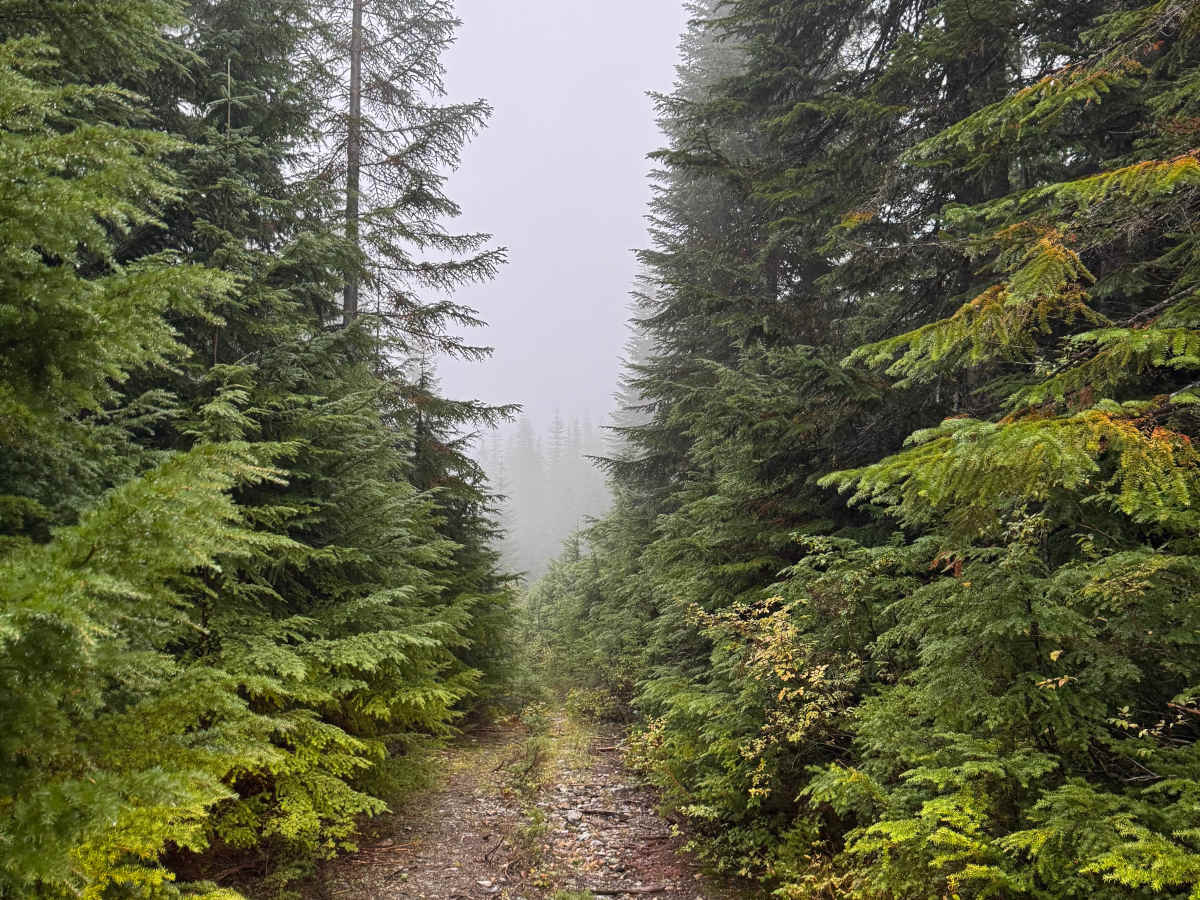 Twin Lake/ Cold Creek Road trail photo