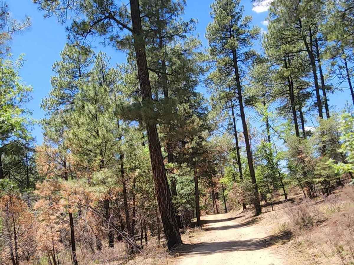 Hassayampa Creek photo 6