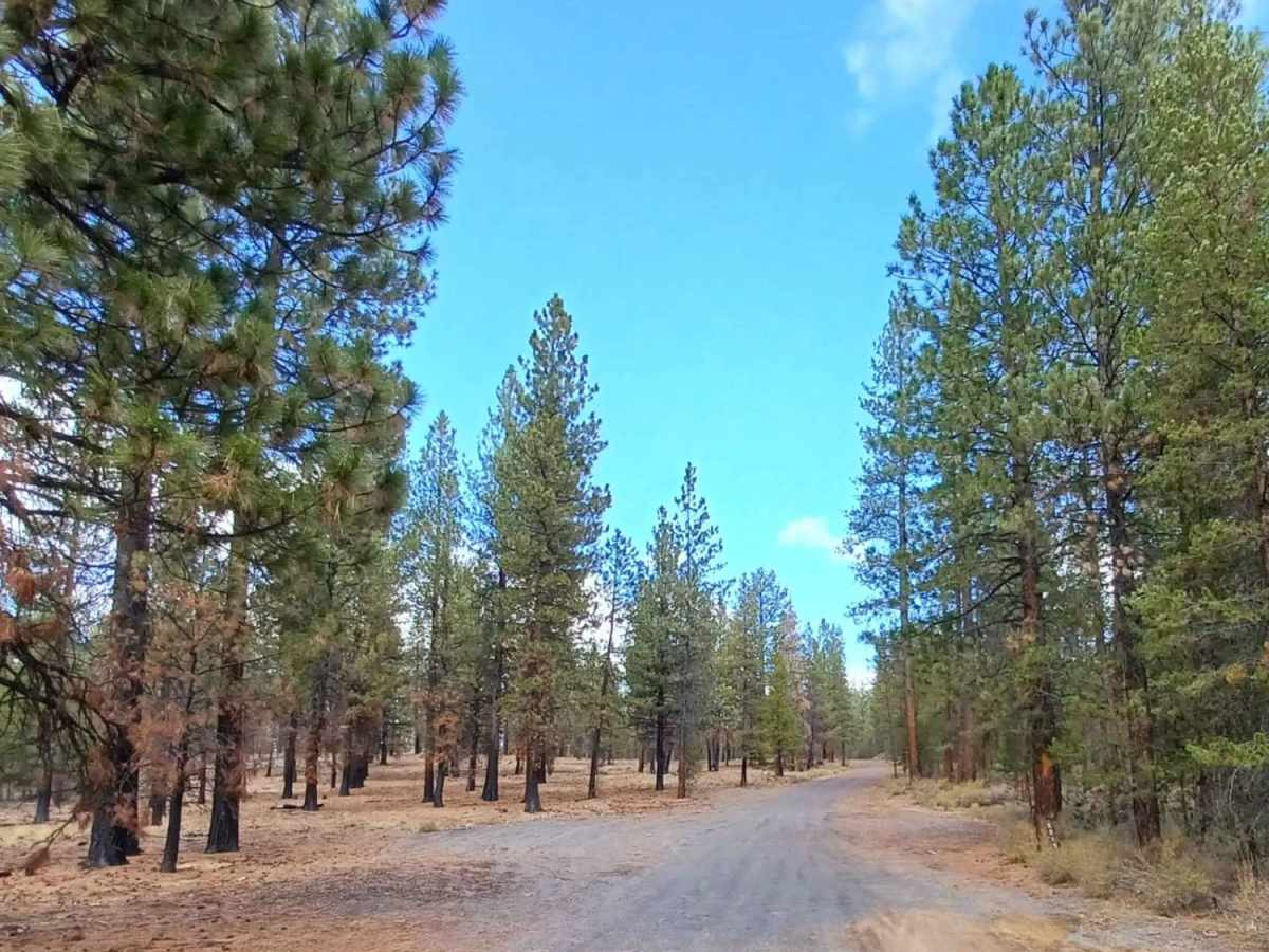 Pipeline #2215 trail photo