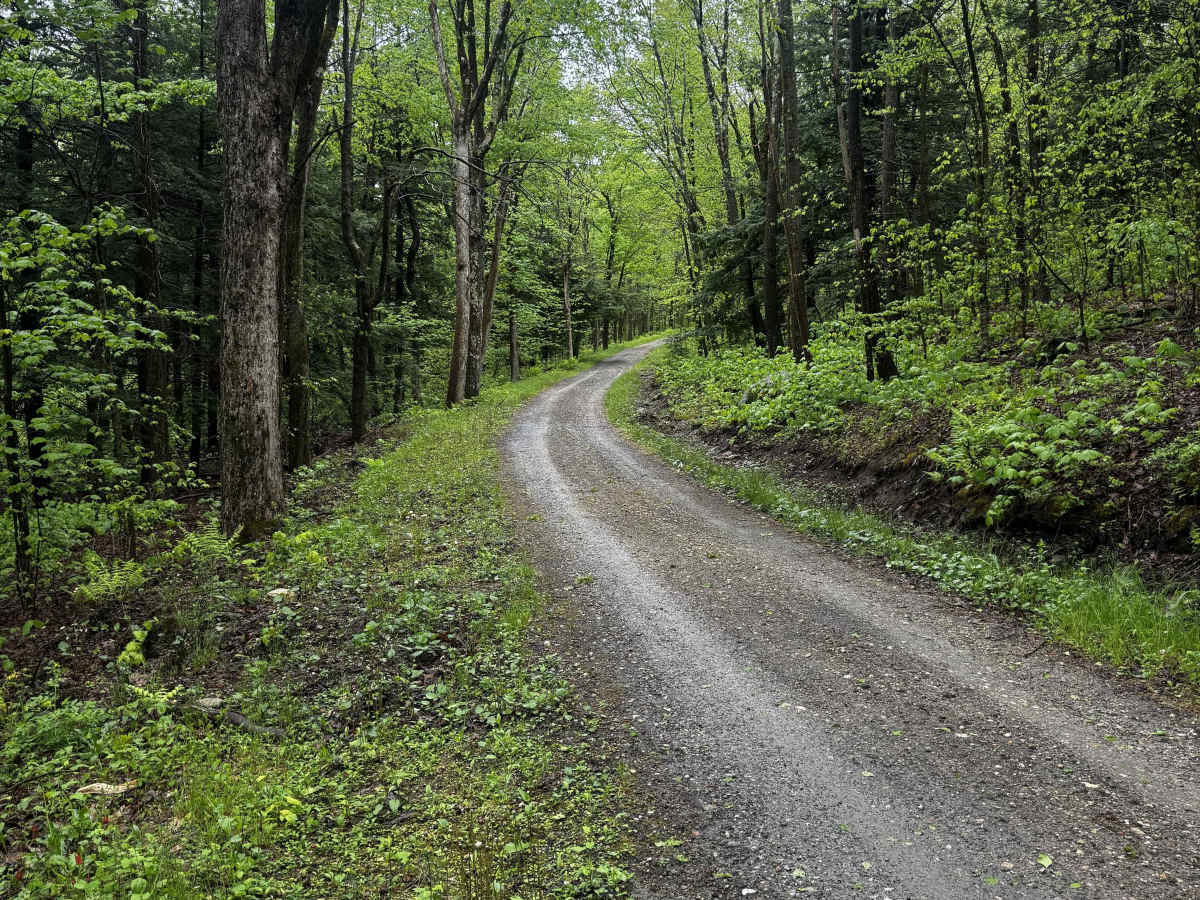 Mount Wilcox Road photo 5