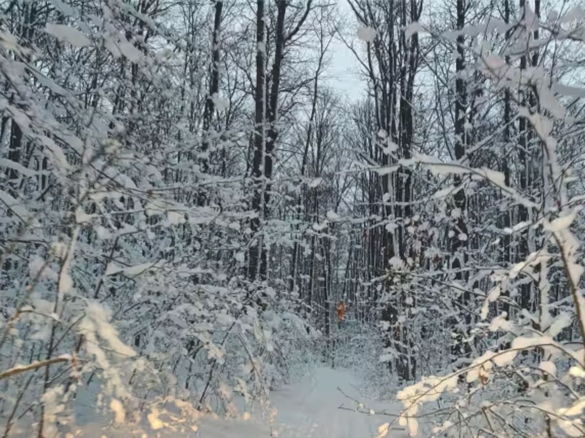East Windfall - FS 321 photo 4