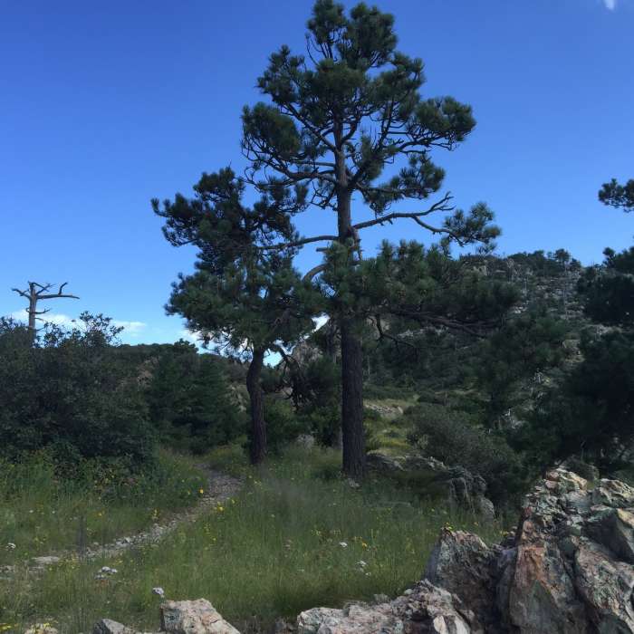 Near Crest Trail #144
