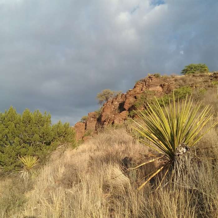Looking north on the trail. Near Skyline Drive Trail
