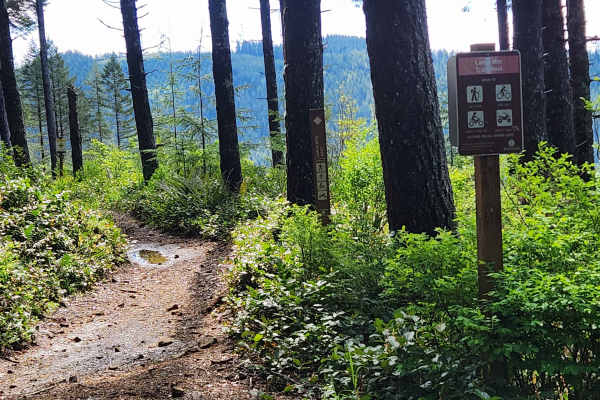 Larch Mountain Trail West