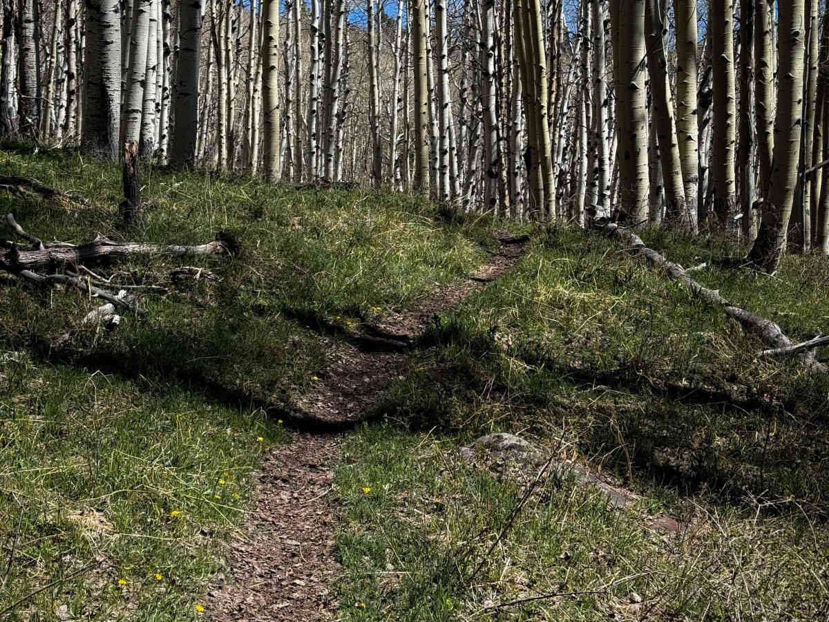 Trust Lands Singletrack  photo 4