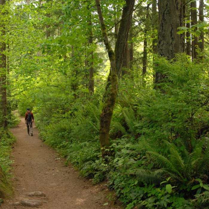 Near Lacamas Creek Loop Trail