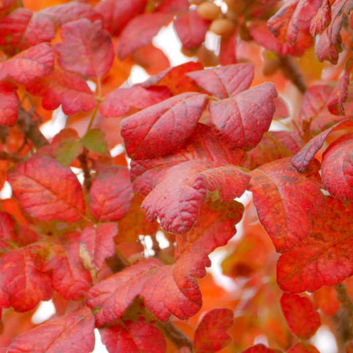 Near Carquinez Overlook Loop
