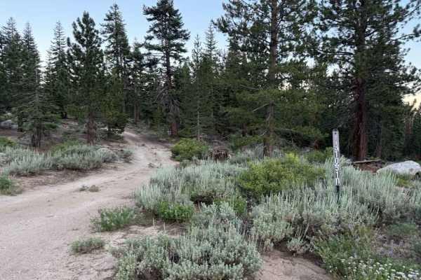 Willow Creek Road - FS 31051D