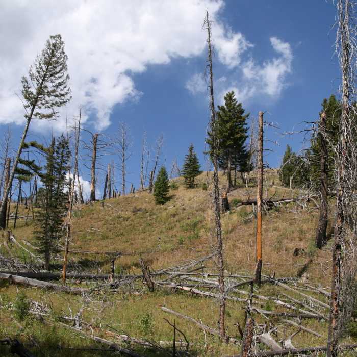 Near Sepulcher Mountain Trail