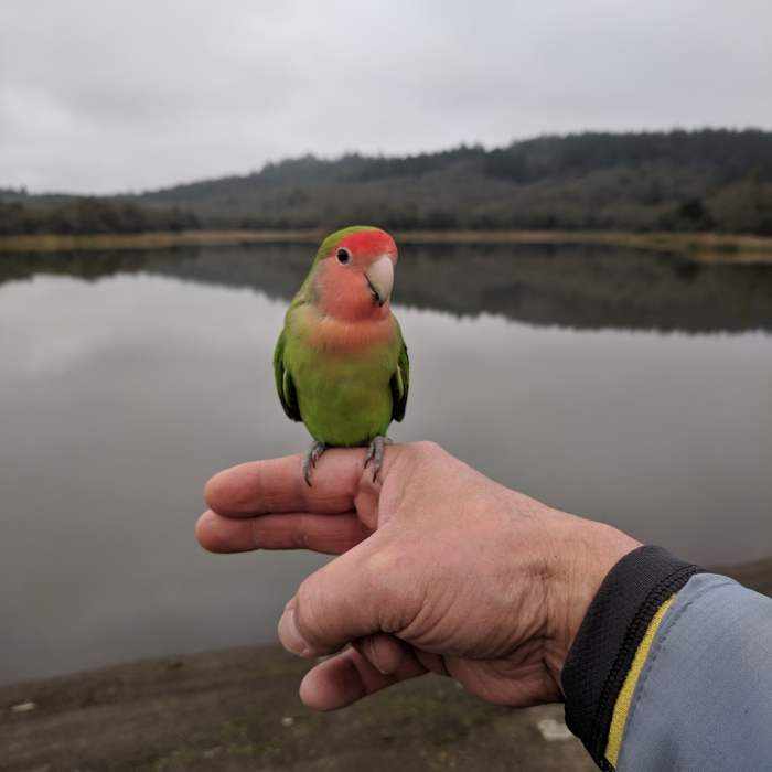 Love bird at Lake Ilsanjo. Near Lake Loop