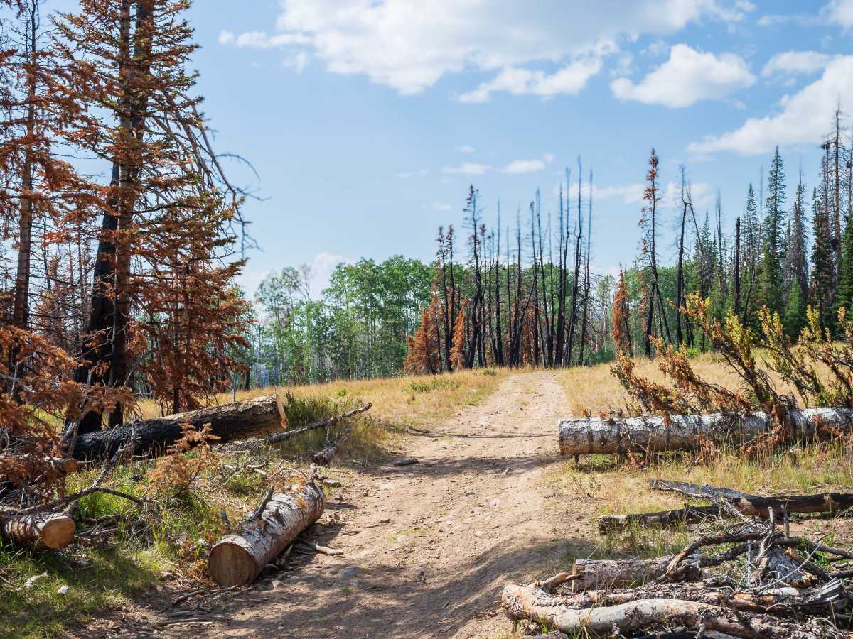 Forest Boundary - FS 70528 trail photo
