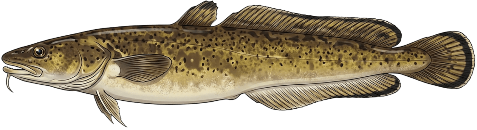 Burbot