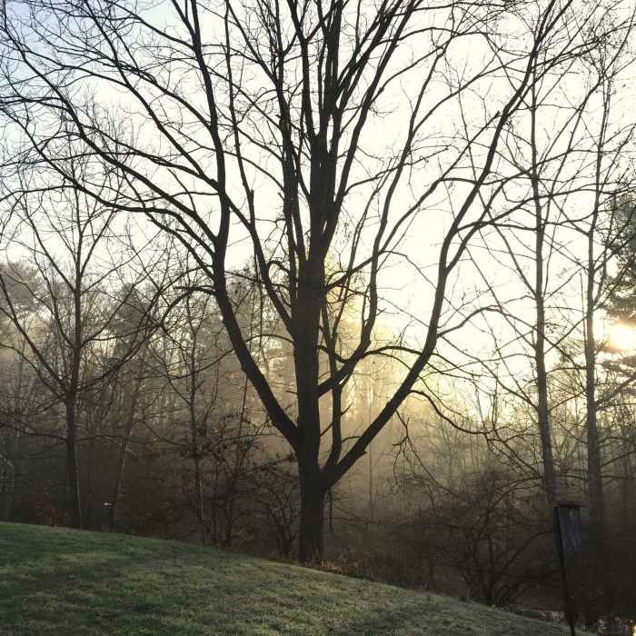 A foggy morning at sunrise at Hildacy Farm Preserve. Near Red Loop