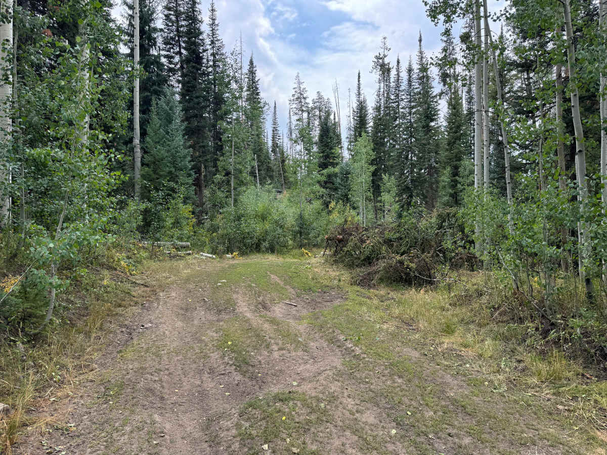 Upper Mill Creek Road - FS 468 photo 4