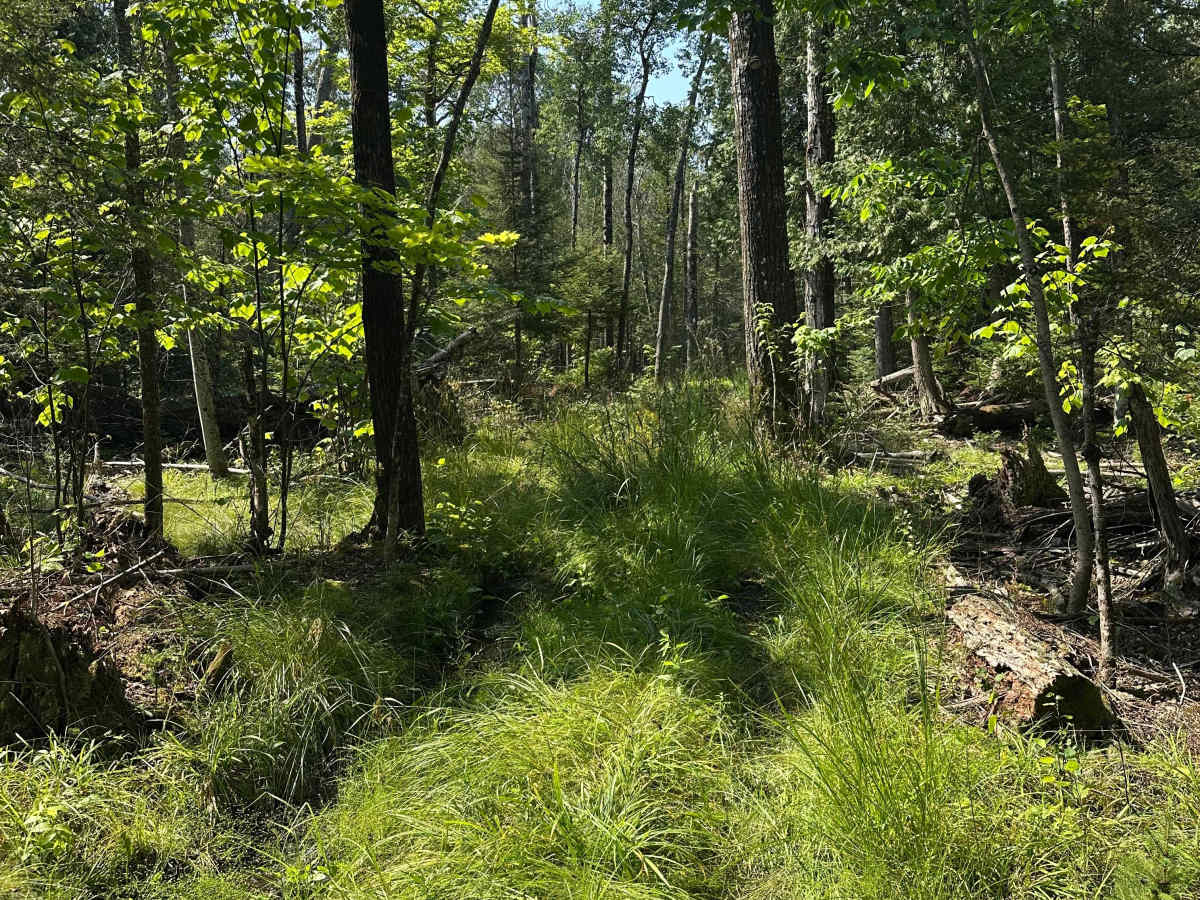 Swamp West  photo 6