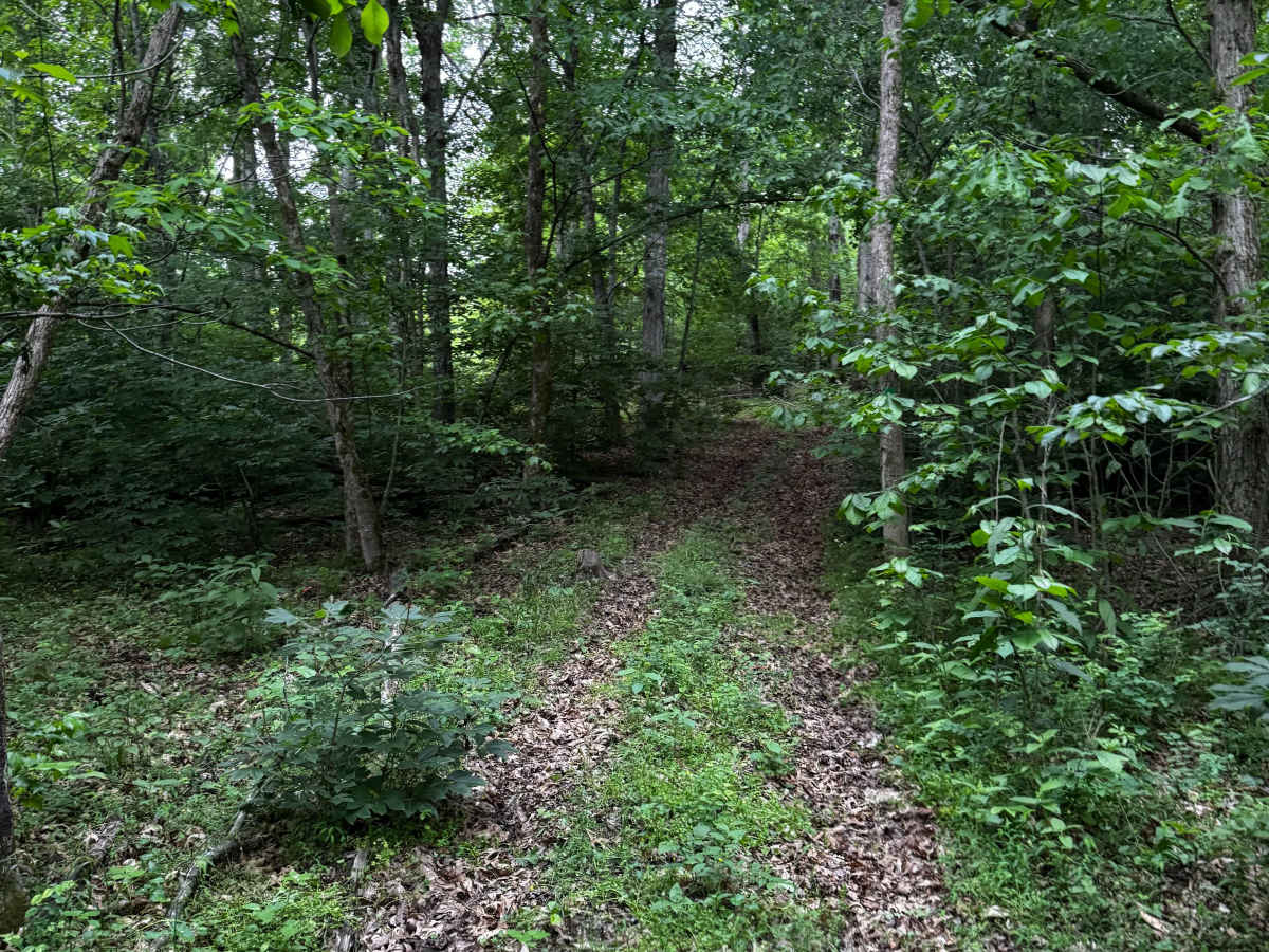 Hillside Climb photo 2