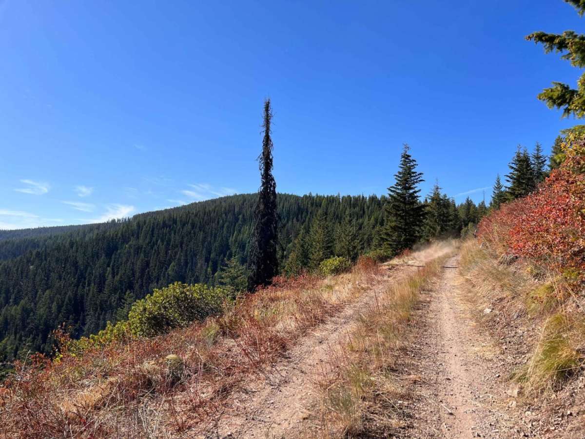 Huckleberry Mountain trail photo