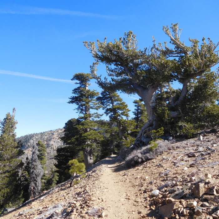 Ancient limber pine along Pacific Crest Trail Near Hawkins Ridge Loop
