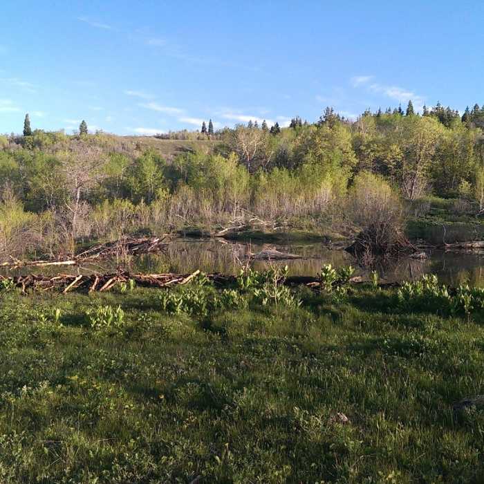 Near Wheeler Creek - East Fork Trail