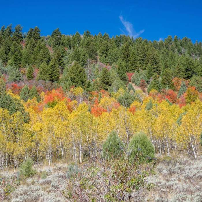 Near Old Jardine Juniper from Wood Camp