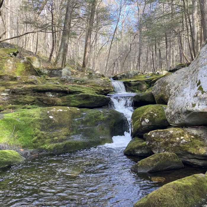 Near Falls Brook Trail