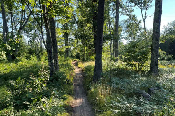 Tin Cup Springs Motorcycle Trail