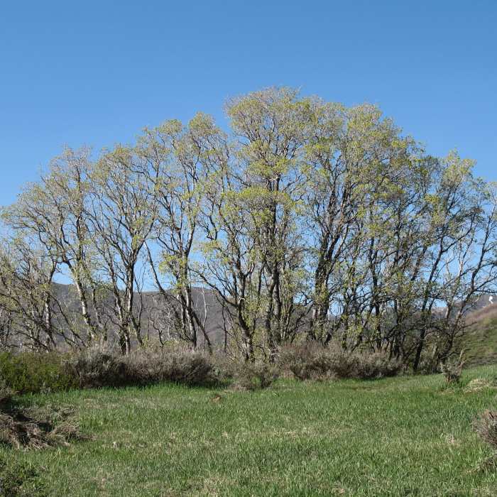 Near Little Mountain Ridge