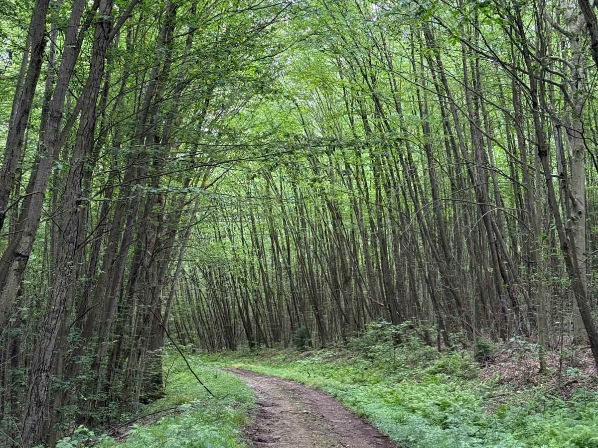 Vista - FS 337 photo 4