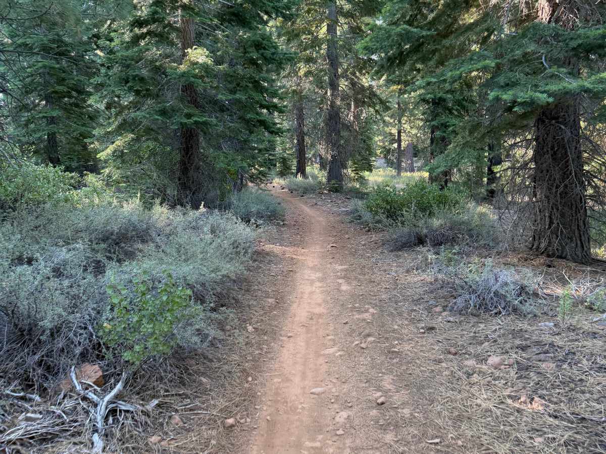 Skidder photo 5