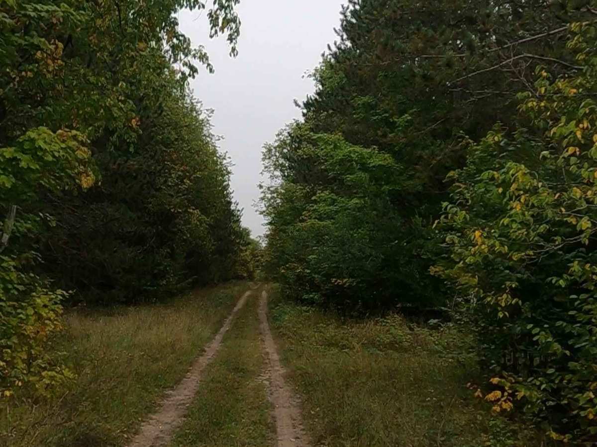 Little Dollar - Timber Trail photo 3