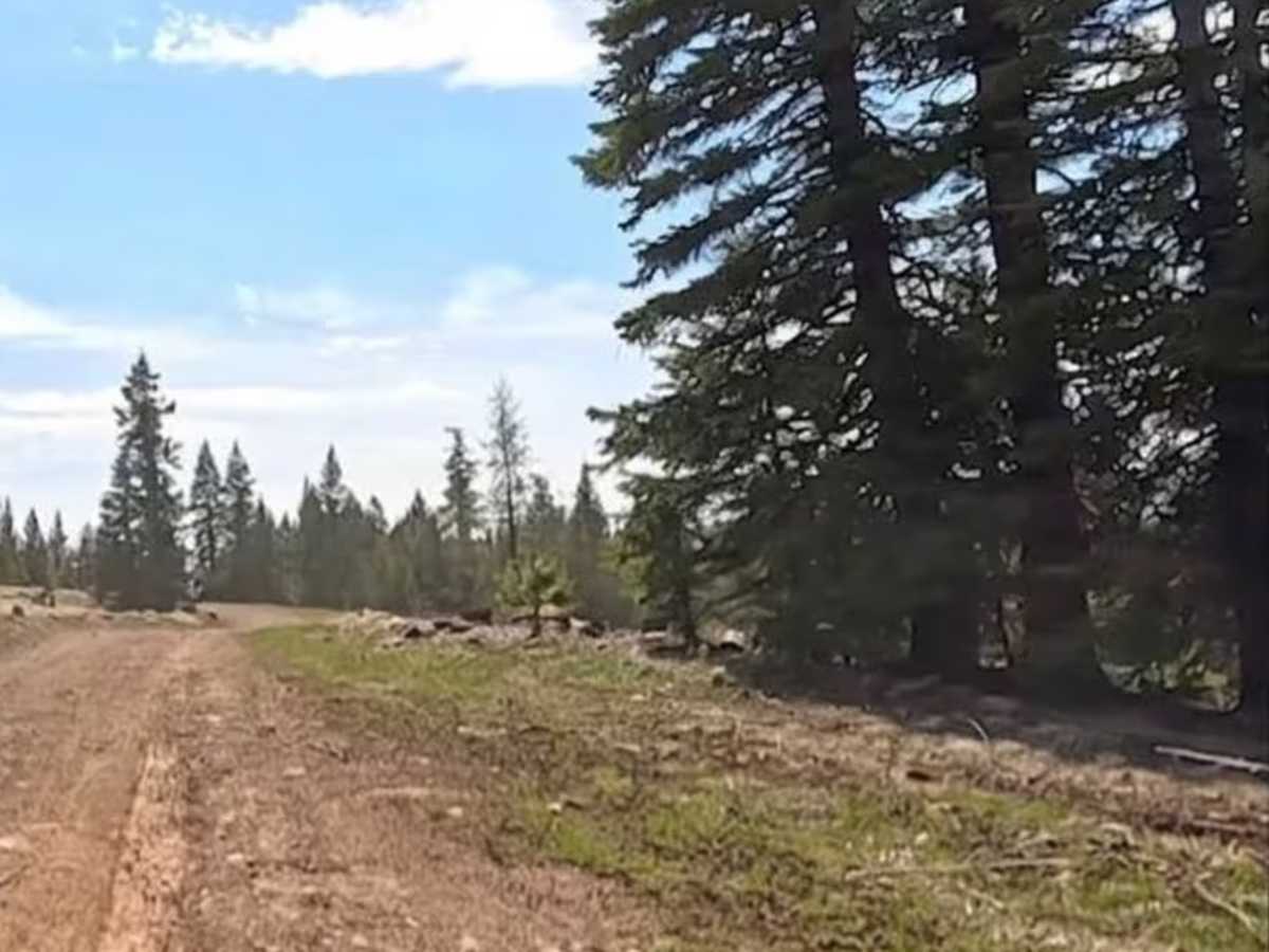 Green cabin road photo 6