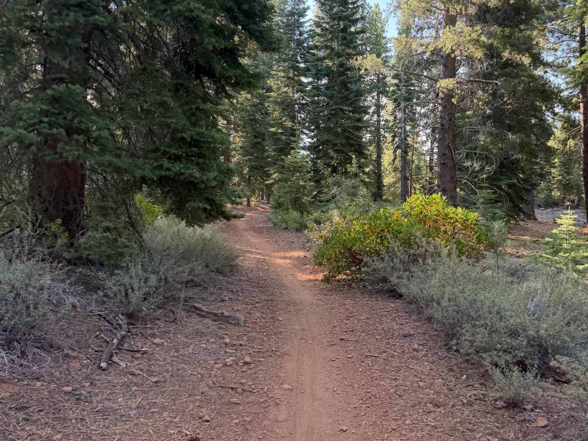 Skidder photo 6