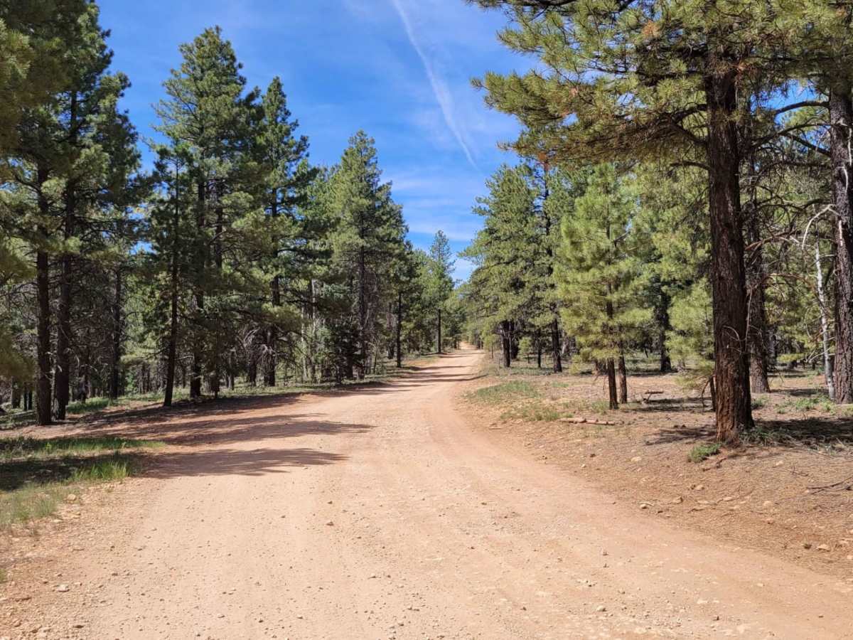 Strawberry Ridge trail photo