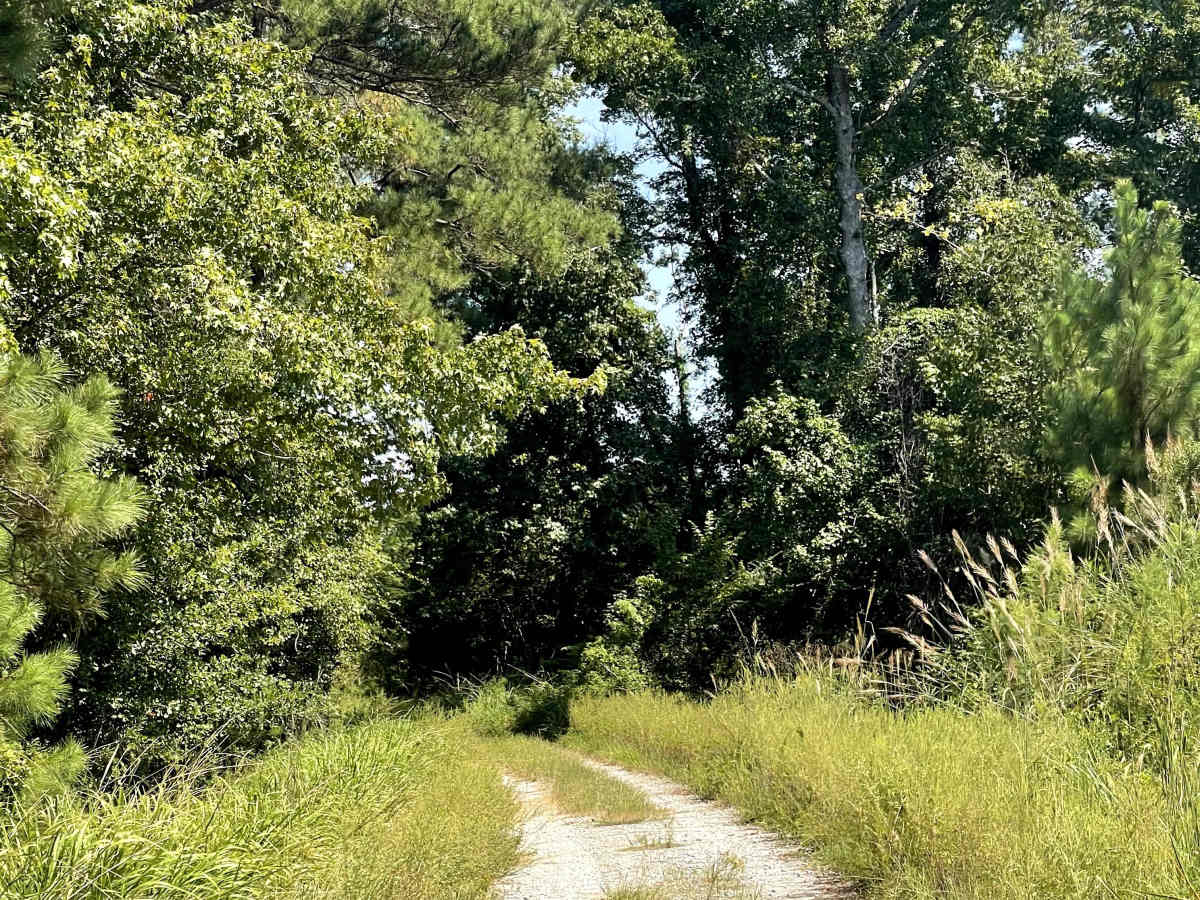 Mingo Road photo 3