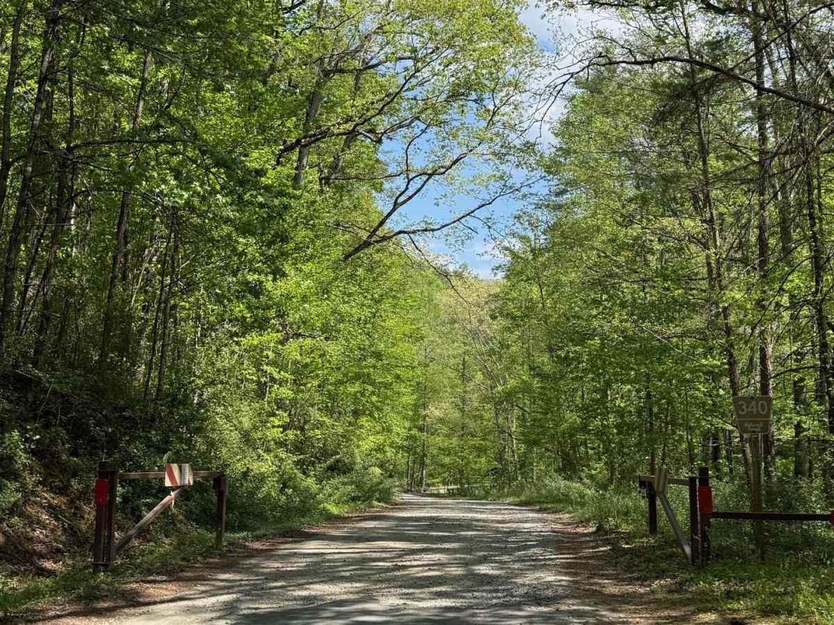 Fires Creek - FS 340 trail photo