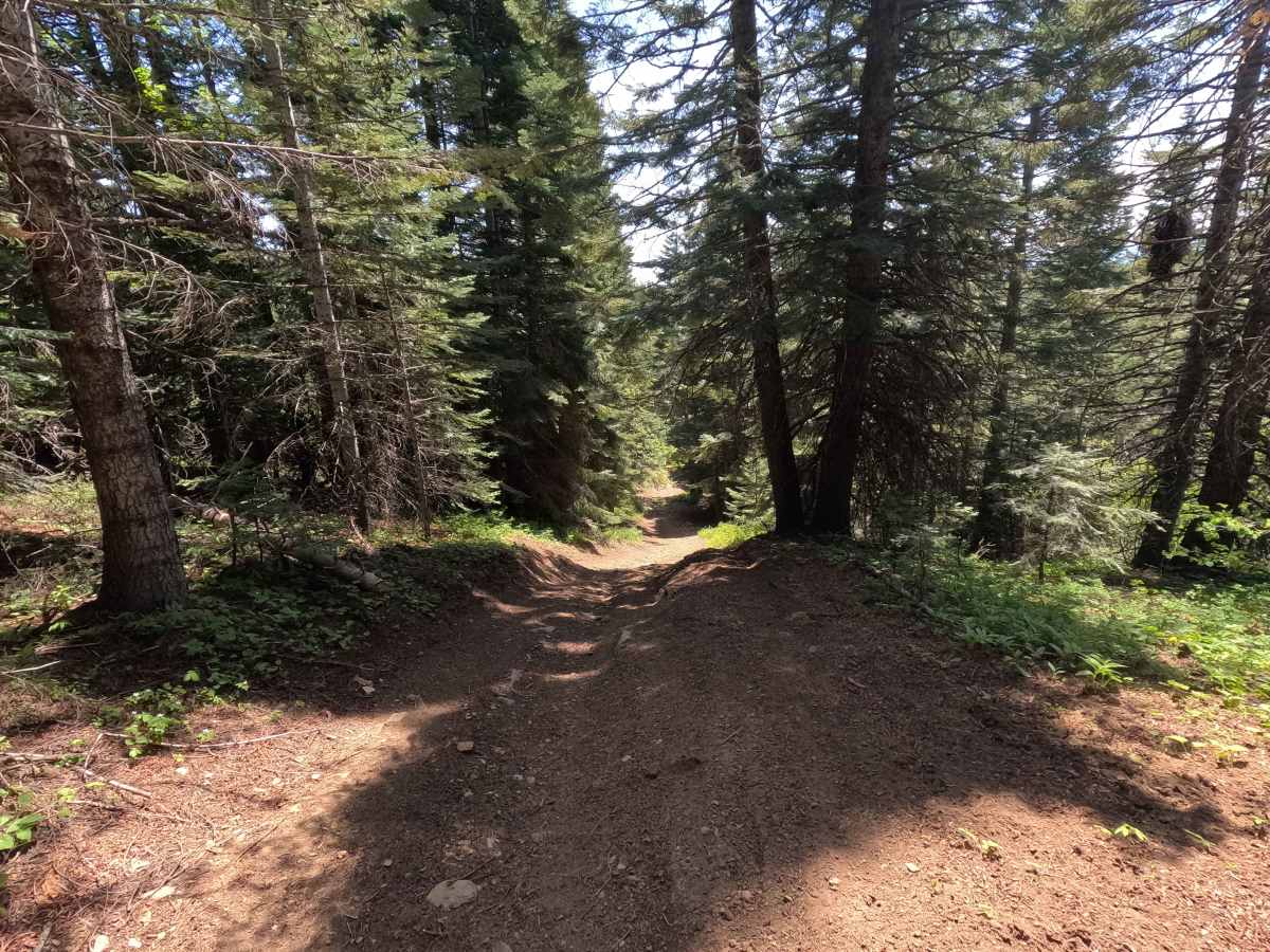 Old Mill - Trail 207 photo 5