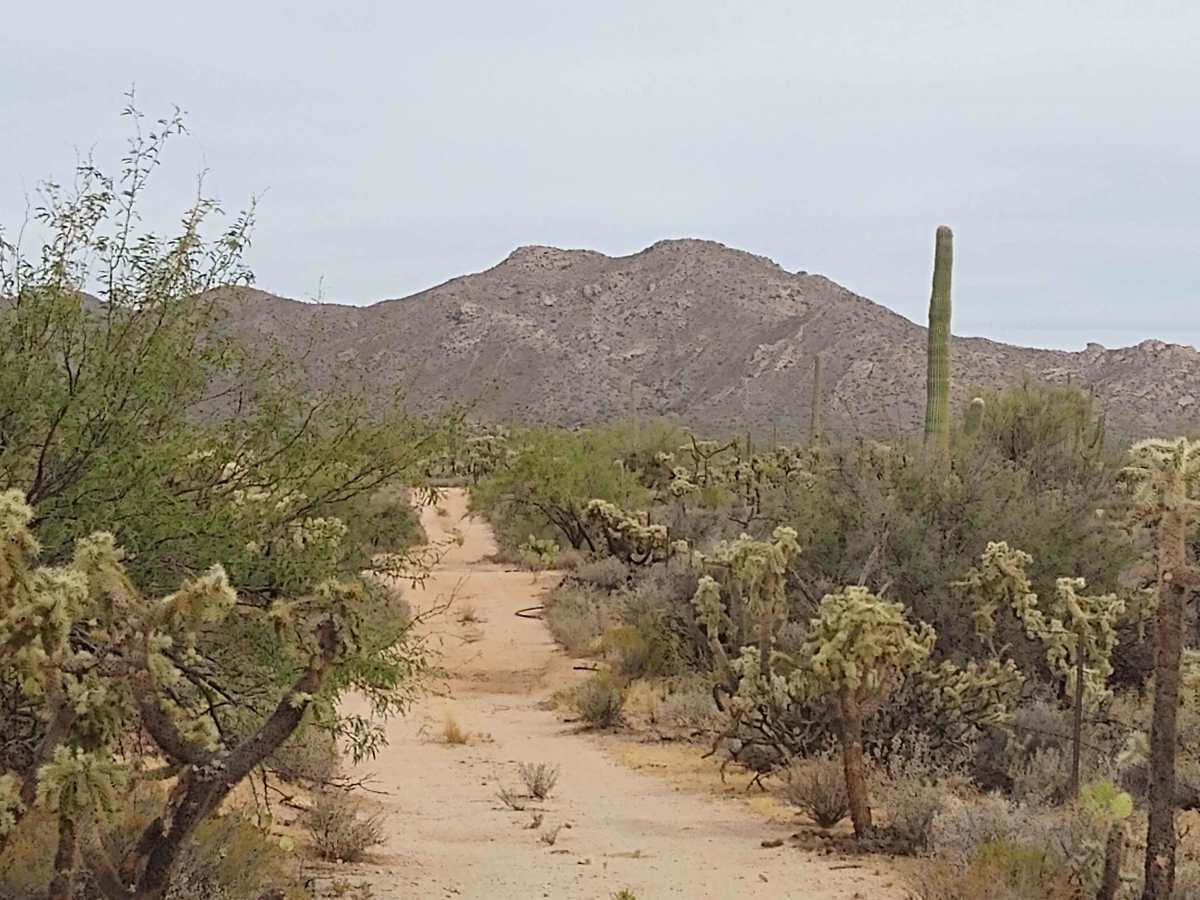 96 Hills Trail trail photo