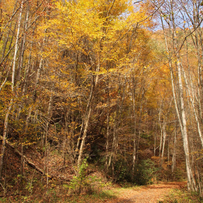 Near Virginia Creeper National Recreation Trail