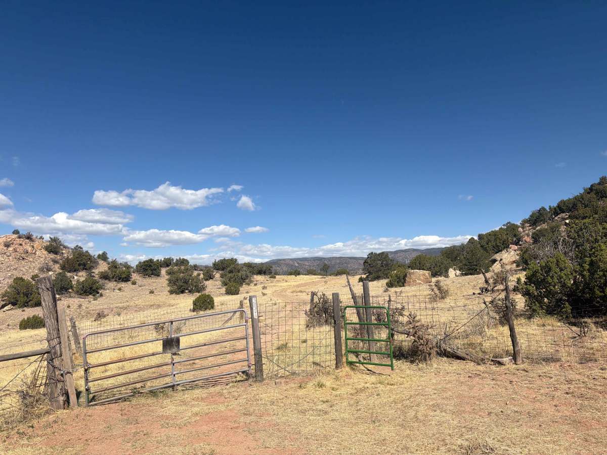 BLM 5935C photo 3