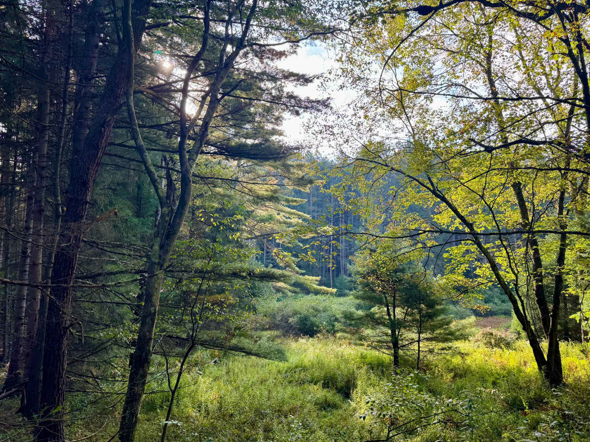 Sandy Run Road photo 4